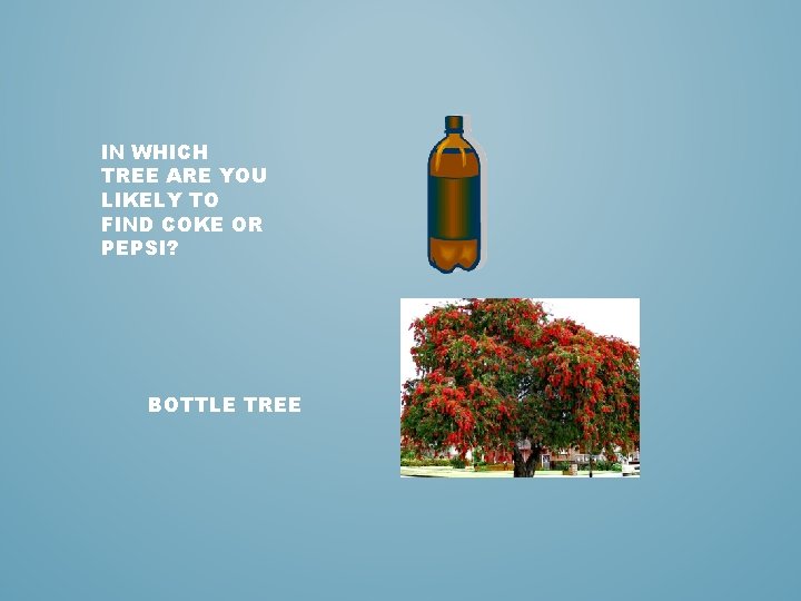 IN WHICH TREE ARE YOU LIKELY TO FIND COKE OR PEPSI? BOTTLE TREE 