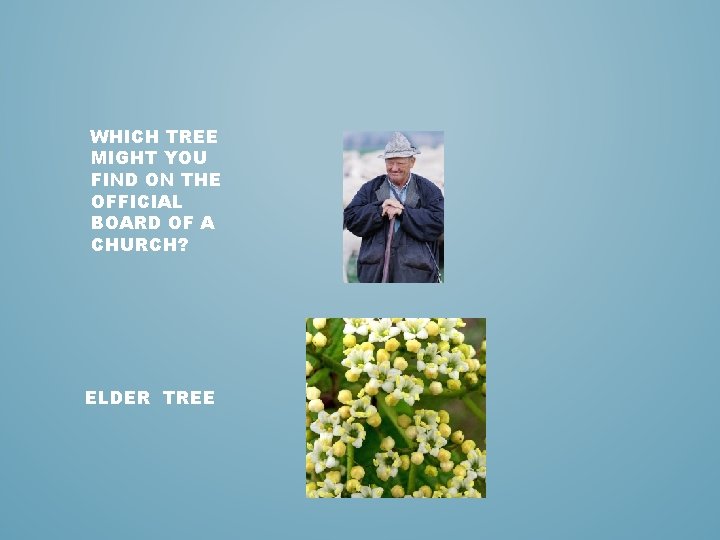 WHICH TREE MIGHT YOU FIND ON THE OFFICIAL BOARD OF A CHURCH? ELDER TREE