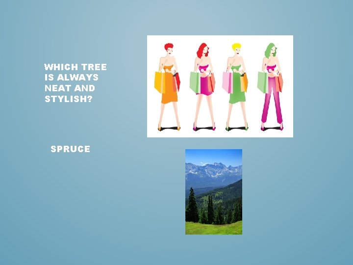 WHICH TREE IS ALWAYS NEAT AND STYLISH? SPRUCE 