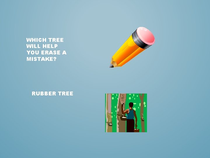 WHICH TREE WILL HELP YOU ERASE A MISTAKE? RUBBER TREE 