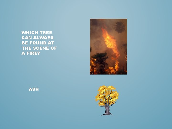 WHICH TREE CAN ALWAYS BE FOUND AT THE SCENE OF A FIRE? ASH 