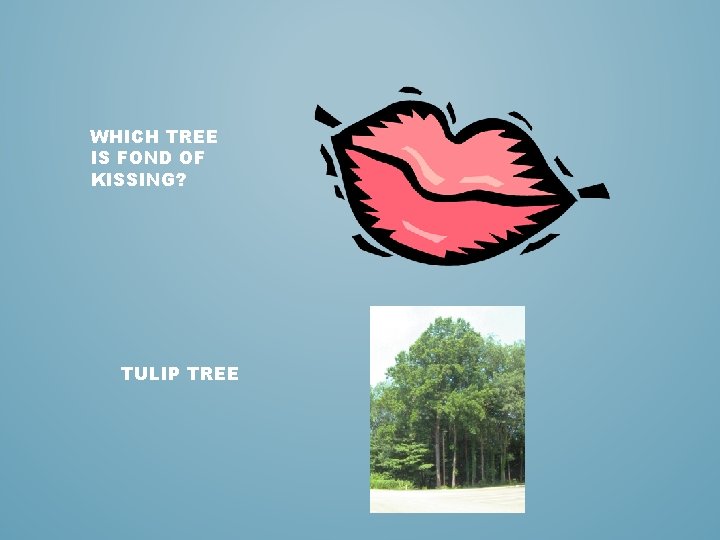 WHICH TREE IS FOND OF KISSING? TULIP TREE 