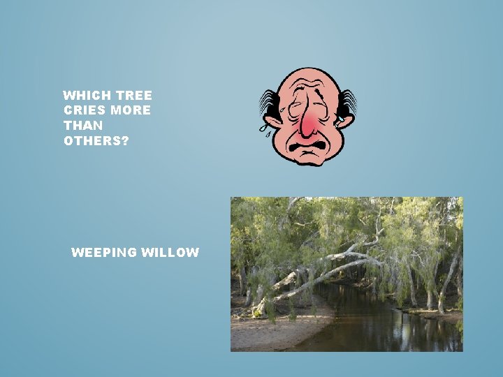 WHICH TREE CRIES MORE THAN OTHERS? WEEPING WILLOW 