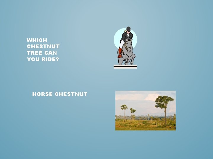 WHICH CHESTNUT TREE CAN YOU RIDE? HORSE CHESTNUT 