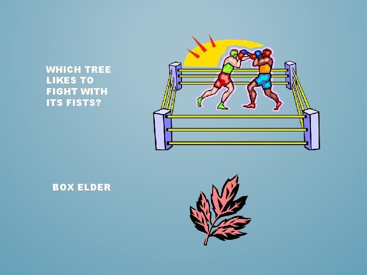 WHICH TREE LIKES TO FIGHT WITH ITS FISTS? BOX ELDER 