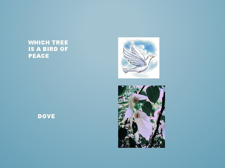 WHICH TREE IS A BIRD OF PEACE DOVE 