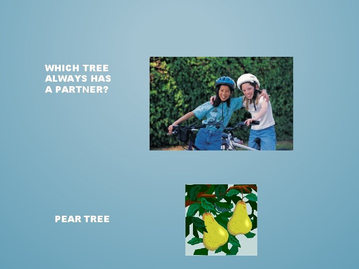 WHICH TREE ALWAYS HAS A PARTNER? PEAR TREE 