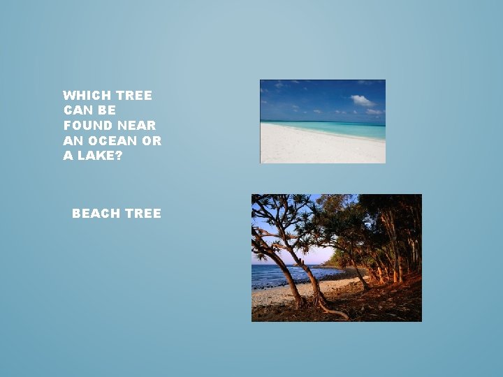 WHICH TREE CAN BE FOUND NEAR AN OCEAN OR A LAKE? BEACH TREE 
