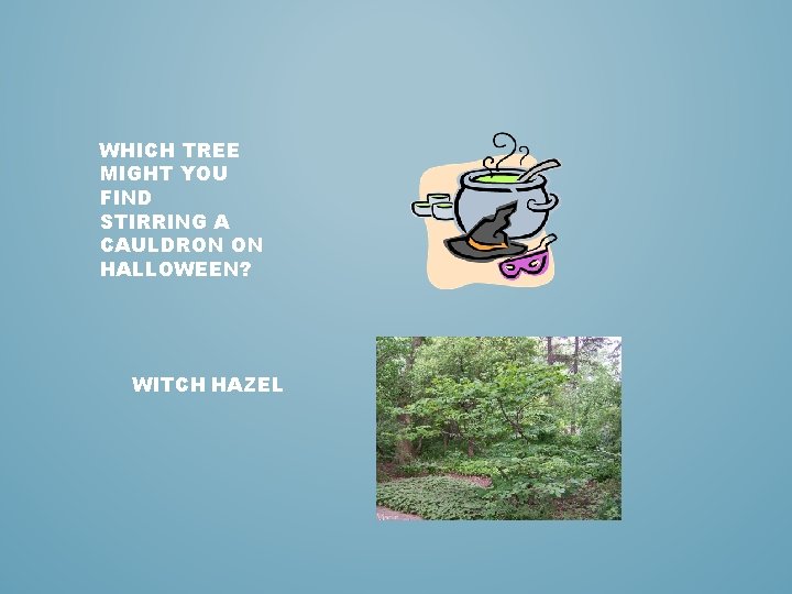 WHICH TREE MIGHT YOU FIND STIRRING A CAULDRON ON HALLOWEEN? WITCH HAZEL 