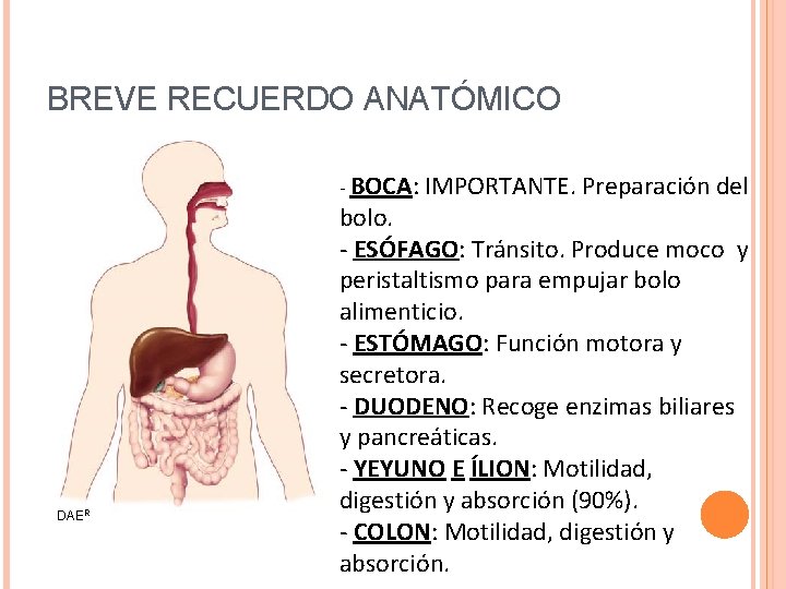 BREVE RECUERDO ANATÓMICO - BOCA: IMPORTANTE. Preparación del DAER bolo. - ESÓFAGO: Tránsito. Produce