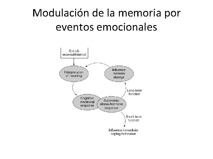 Modulación de la memoria por eventos emocionales 