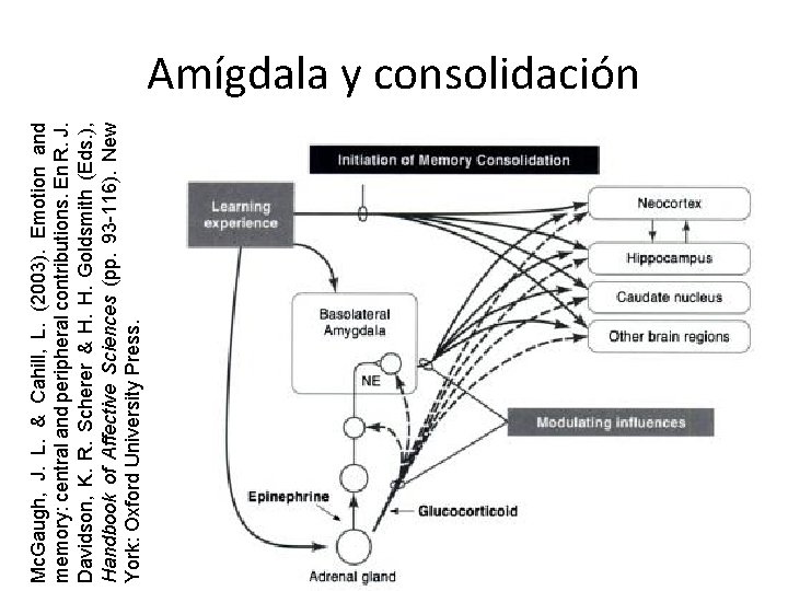 Mc. Gaugh, J. L. & Cahill, L. (2003). Emotion and memory: central and peripheral