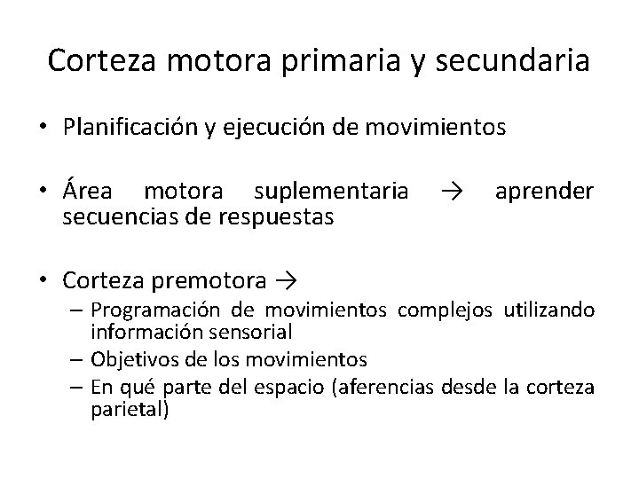 Corteza motora primaria y secundaria • Planificación y ejecución de movimientos • Área motora