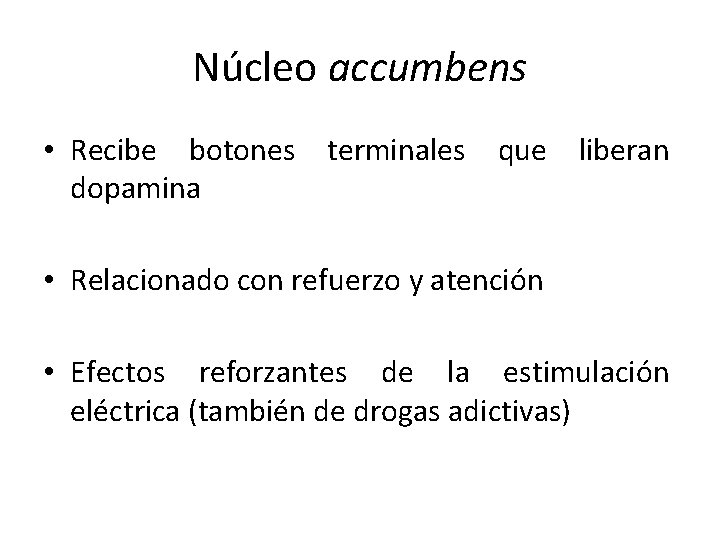 Núcleo accumbens • Recibe botones terminales que liberan dopamina • Relacionado con refuerzo y