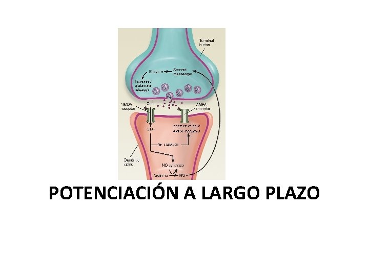 POTENCIACIÓN A LARGO PLAZO 