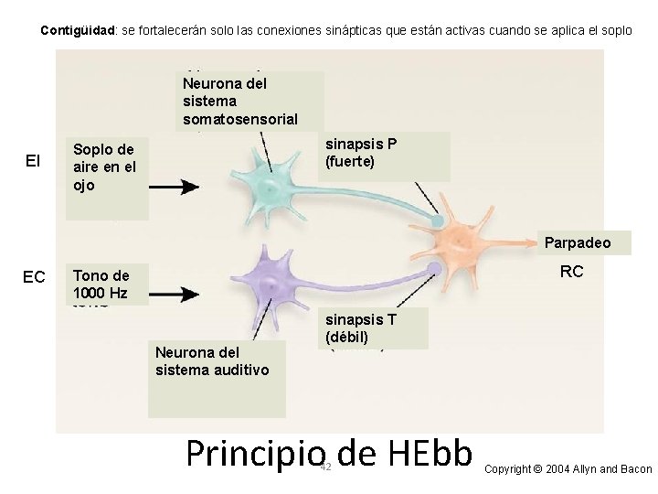 Contigüidad: se fortalecerán solo las conexiones sinápticas que están activas cuando se aplica el