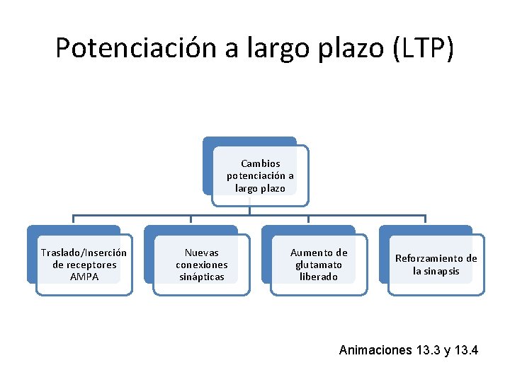 Potenciación a largo plazo (LTP) Cambios potenciación a largo plazo Traslado/Inserción de receptores AMPA