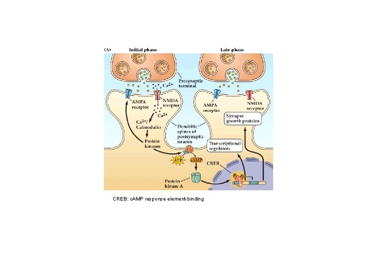 CREB: c. AMP response element-binding 