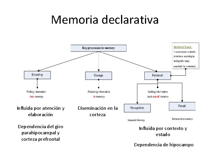 Memoria declarativa Influida por atención y elaboración Dependencia del giro parahipocampal y corteza prefrontal