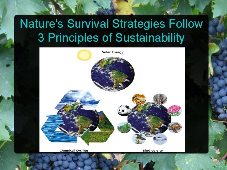 Nature's Survival Strategies Follow 3 Principles of Sustainability 