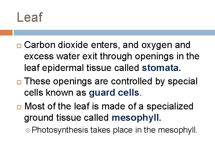 Leaf Carbon dioxide enters, and oxygen and excess water exit through openings in the