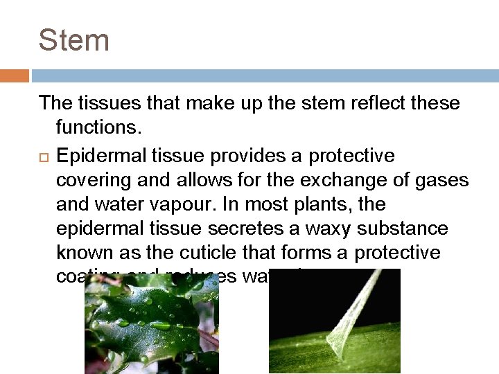 Stem The tissues that make up the stem reflect these functions. Epidermal tissue provides