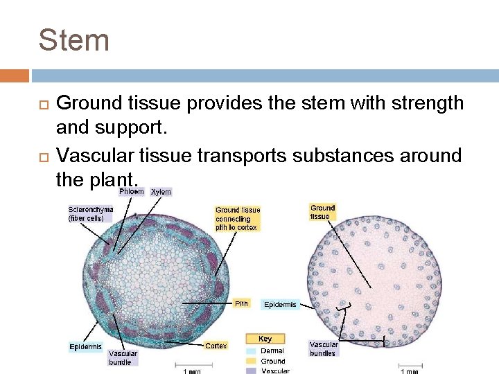 Stem Ground tissue provides the stem with strength and support. Vascular tissue transports substances