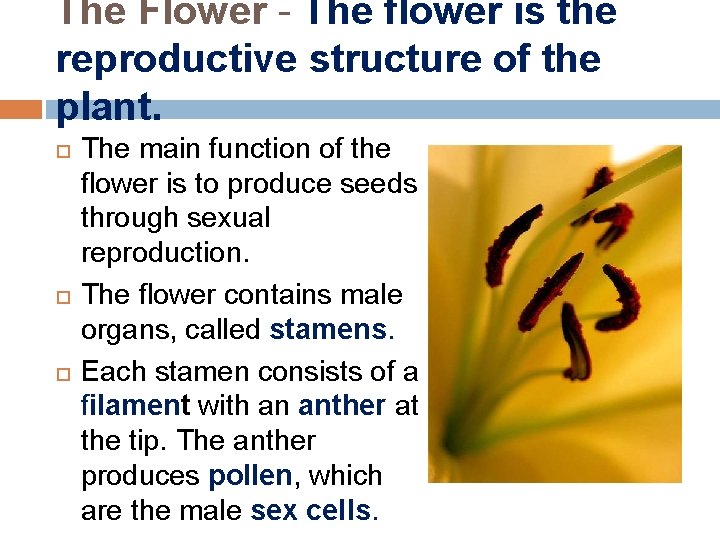 The Flower - The flower is the reproductive structure of the plant. The main