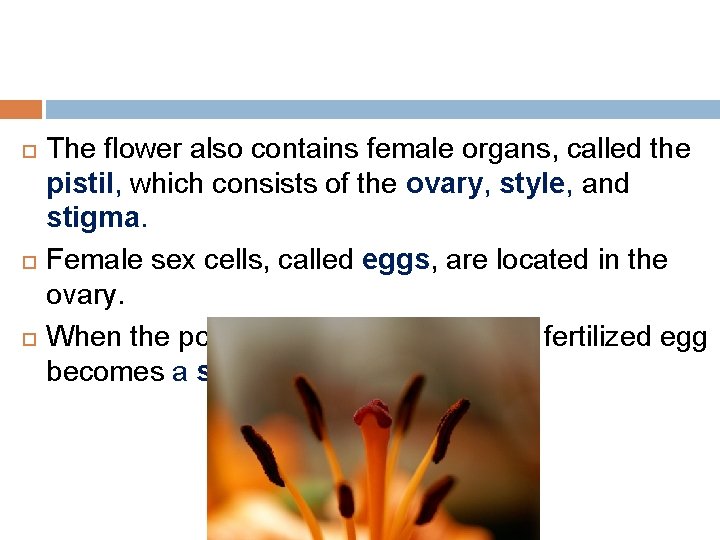  The flower also contains female organs, called the pistil, which consists of the