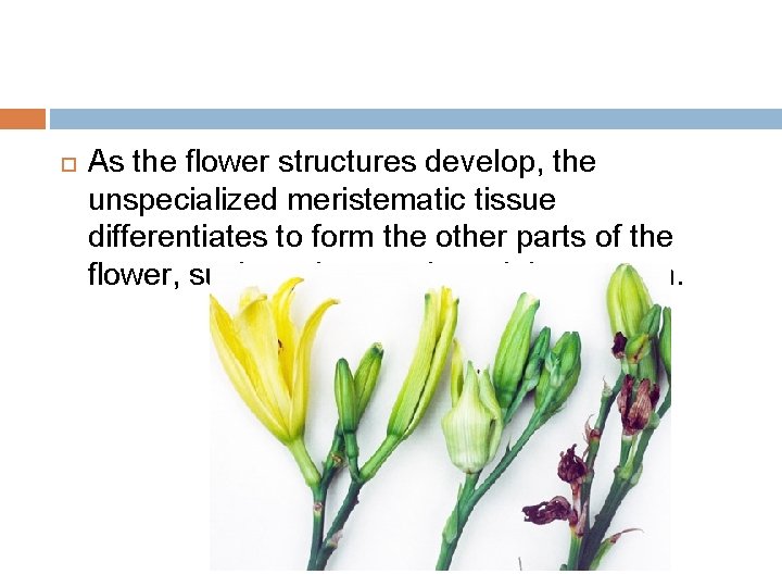  As the flower structures develop, the unspecialized meristematic tissue differentiates to form the