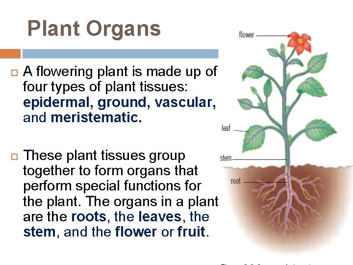 Plant Organs A flowering plant is made up of four types of plant tissues: