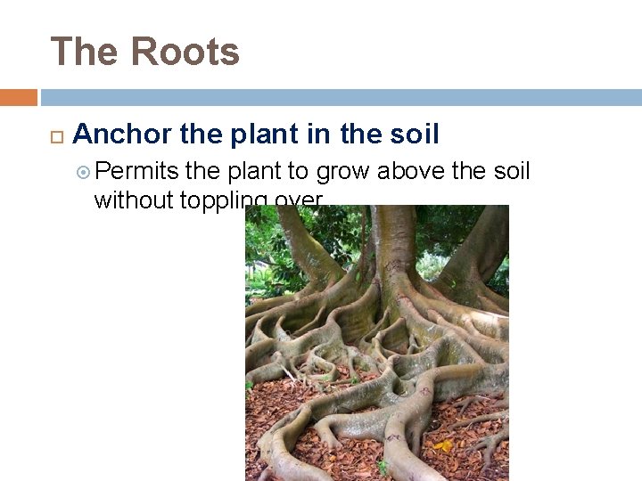 The Roots Anchor the plant in the soil Permits the plant to grow above