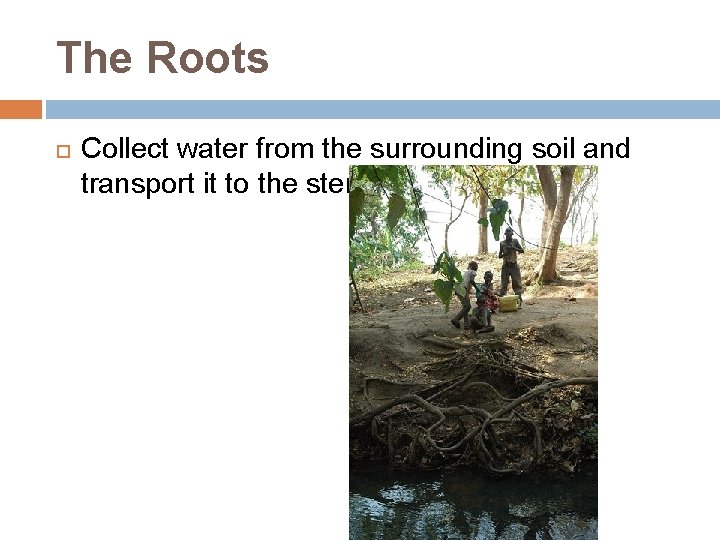 The Roots Collect water from the surrounding soil and transport it to the stem