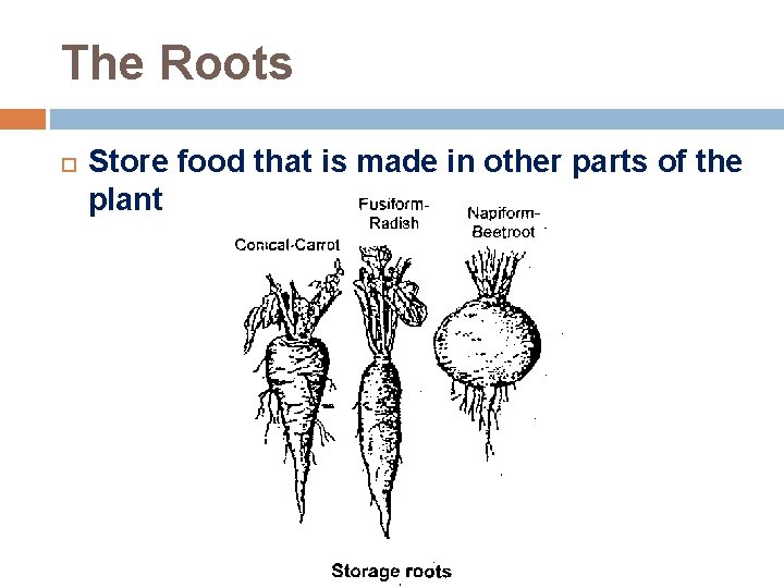 The Roots Store food that is made in other parts of the plant 