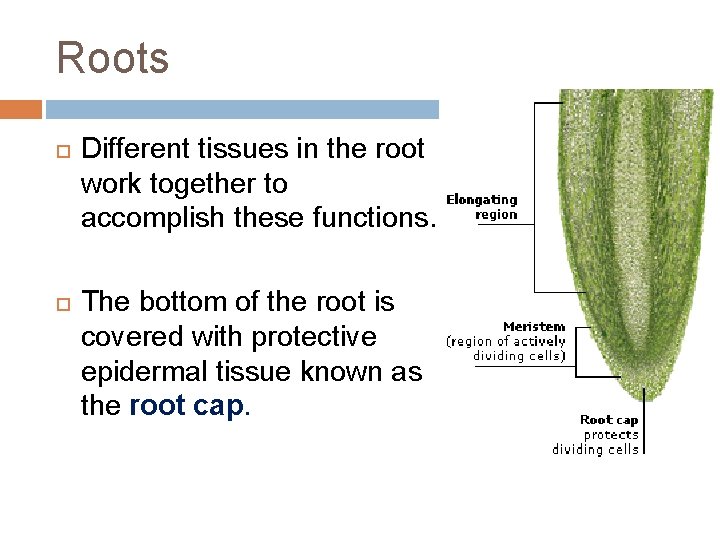 Roots Different tissues in the root work together to accomplish these functions. The bottom