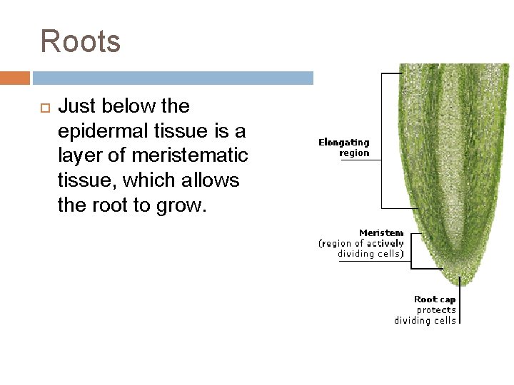 Roots Just below the epidermal tissue is a layer of meristematic tissue, which allows