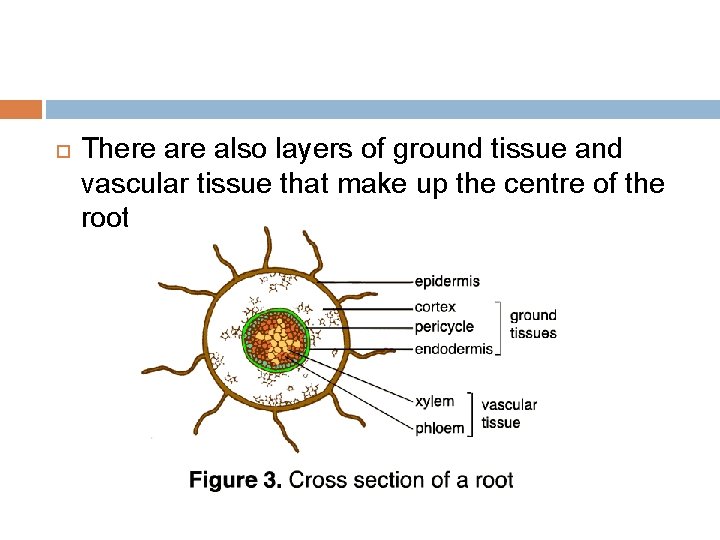  There also layers of ground tissue and vascular tissue that make up the