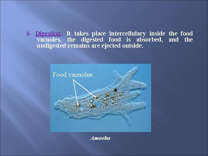 6 - Digestion: It takes place intercellulary inside the food vacuoles, the digested food