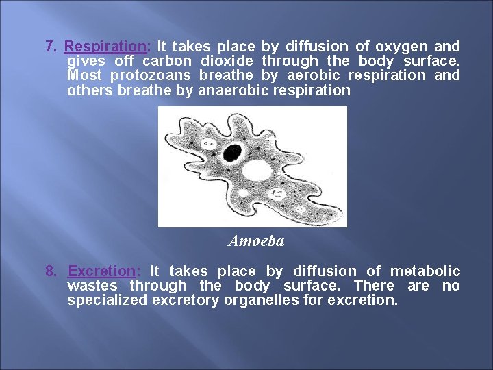 7. Respiration: It takes place by diffusion of oxygen and gives off carbon dioxide