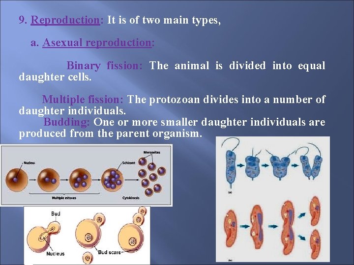 9. Reproduction: It is of two main types, a. Asexual reproduction: Binary fission: The