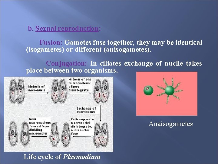 b. Sexual reproduction: Fusion: Gametes fuse together, they may be identical (isogametes) or different