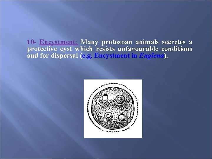 10 - Encystment: Many protozoan animals secretes a protective cyst which resists unfavourable conditions