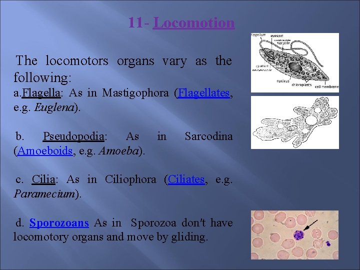 11 - Locomotion The locomotors organs vary as the following: a. Flagella: As in