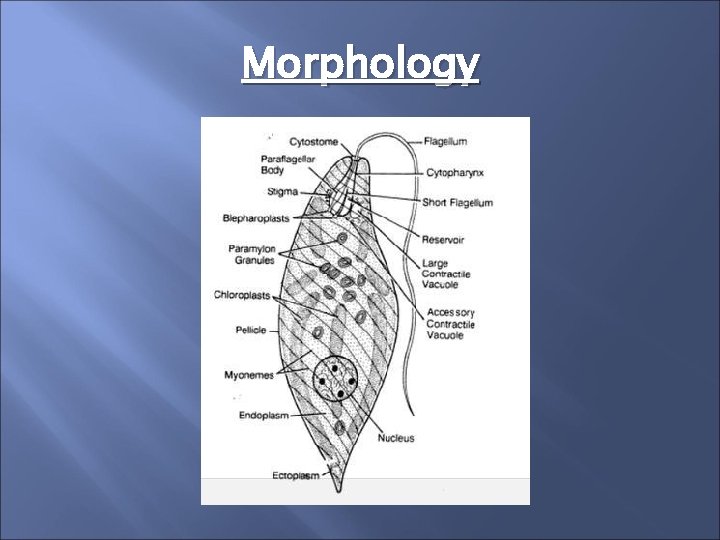 Morphology 