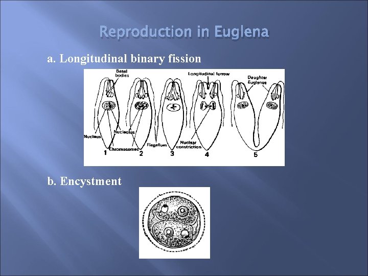 Reproduction in Euglena a. Longitudinal binary fission b. Encystment 