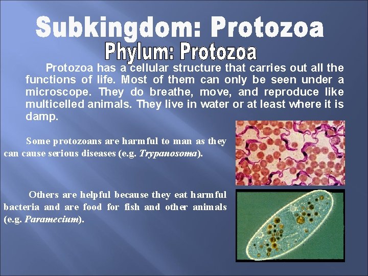 Protozoa has a cellular structure that carries out all the functions of life. Most