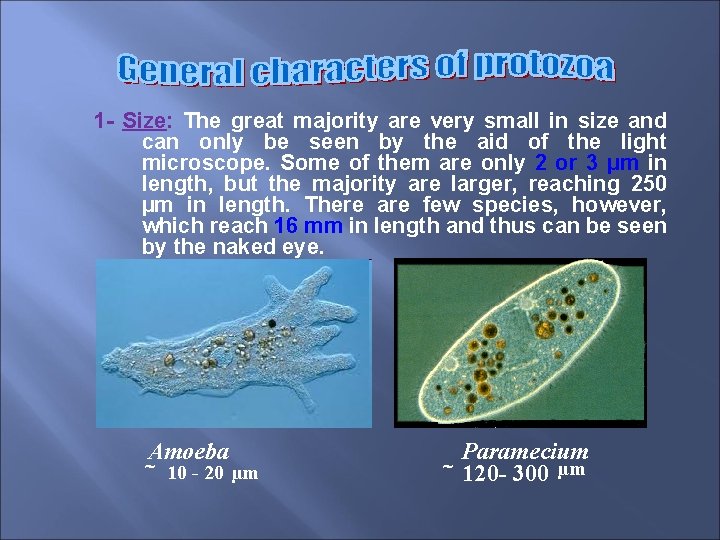 1 - Size: The great majority are very small in size and can only