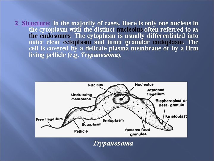 2 - Structure: In the majority of cases, there is only one nucleus in
