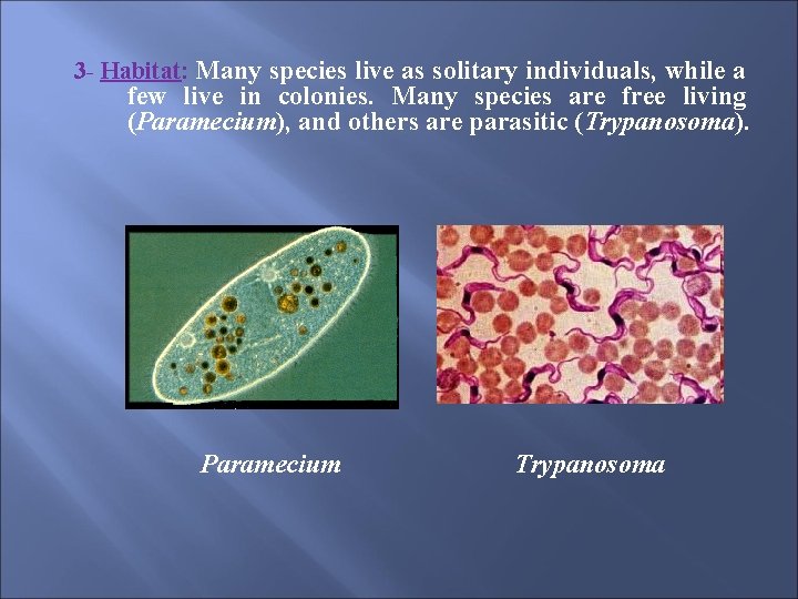 3 - Habitat: Many species live as solitary individuals, while a few live in