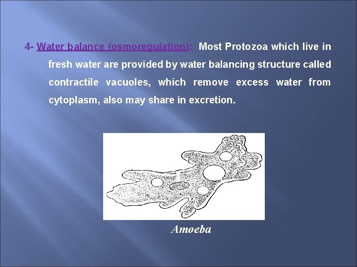 4 - Water balance (osmoregulation): Most Protozoa which live in fresh water are provided